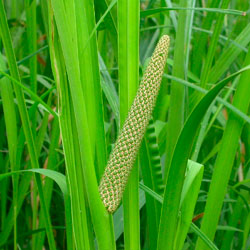 АИР (ирный корень)—AC0RUS CALAMUS L.